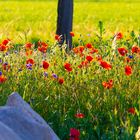 Mohn und Kornblumen 