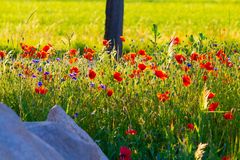 Mohn und Kornblumen 