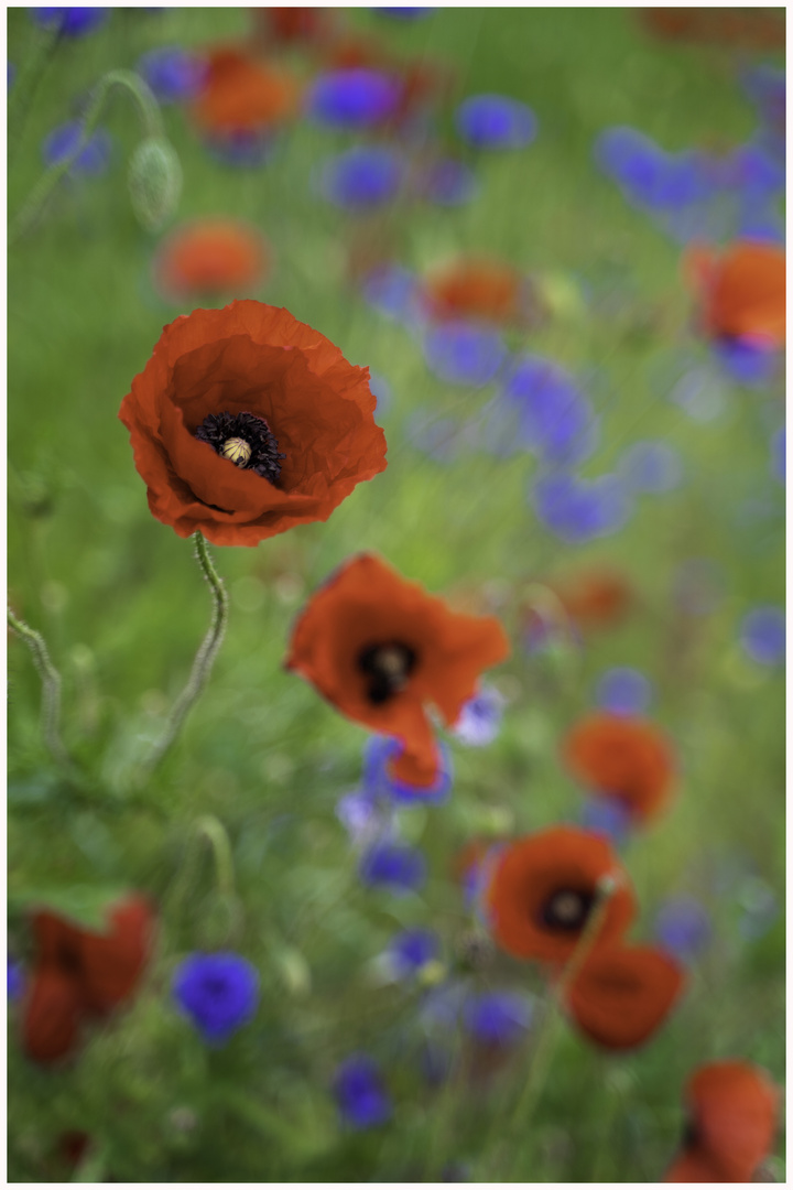 Mohn- und Kornblumen