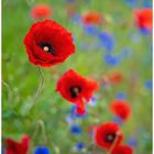 Mohn- und Kornblumen