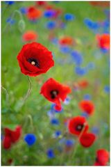 Mohn- und Kornblumen