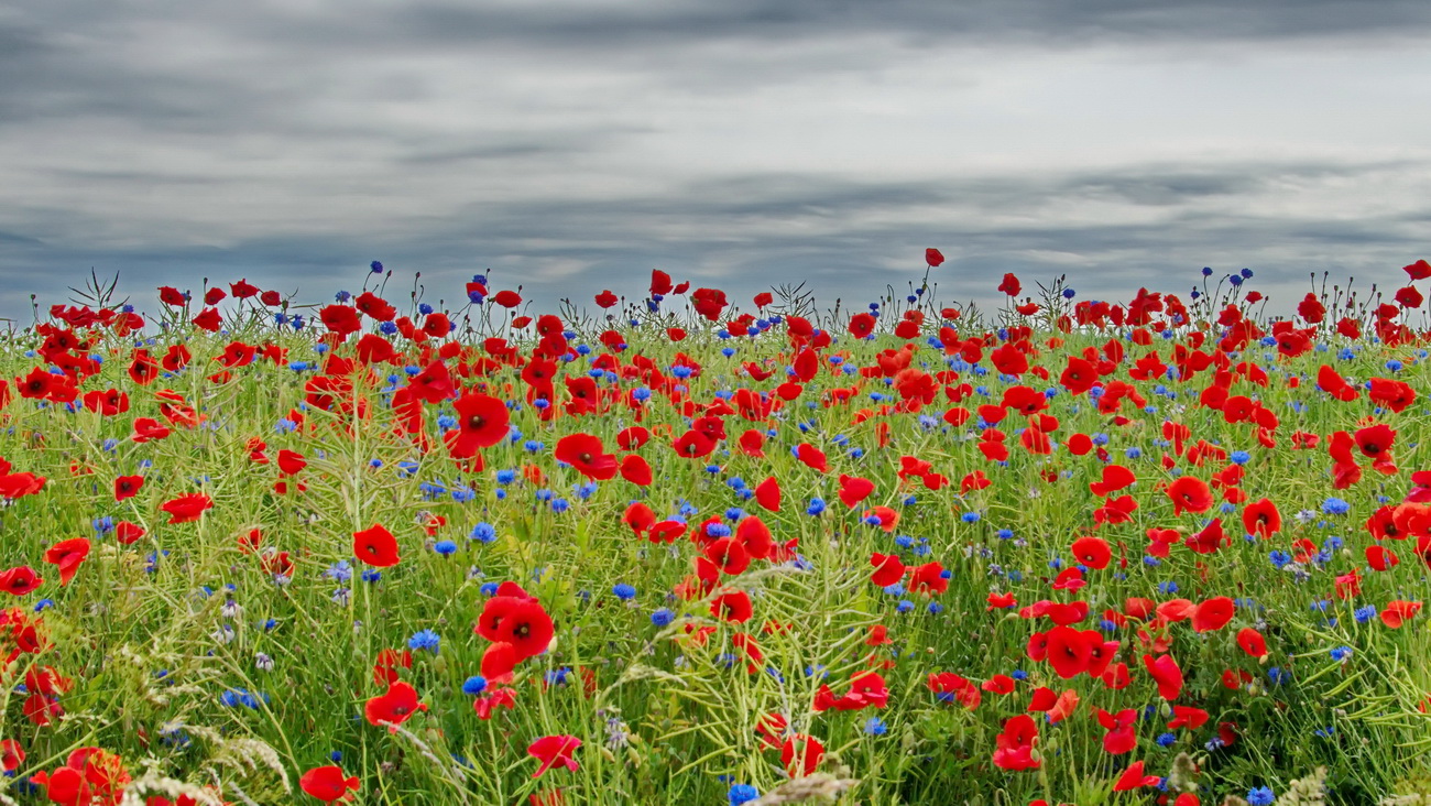 Mohn- und Kornblumen