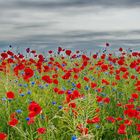 Mohn- und Kornblumen