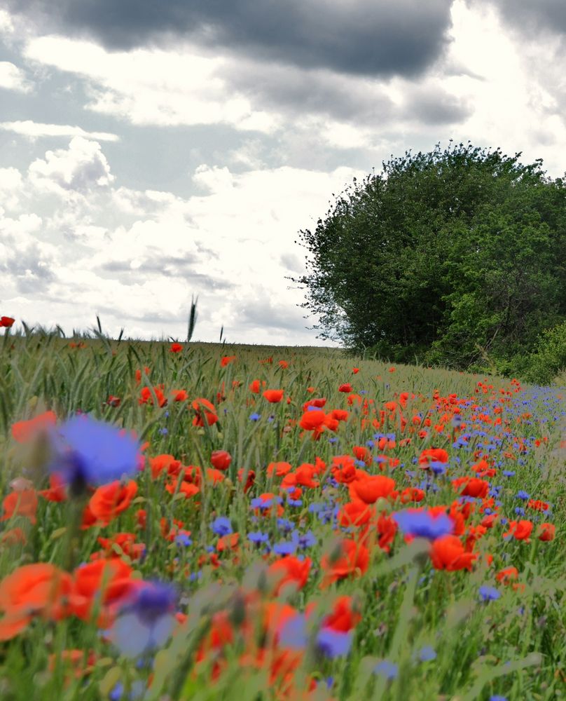 Mohn und Kornblumen