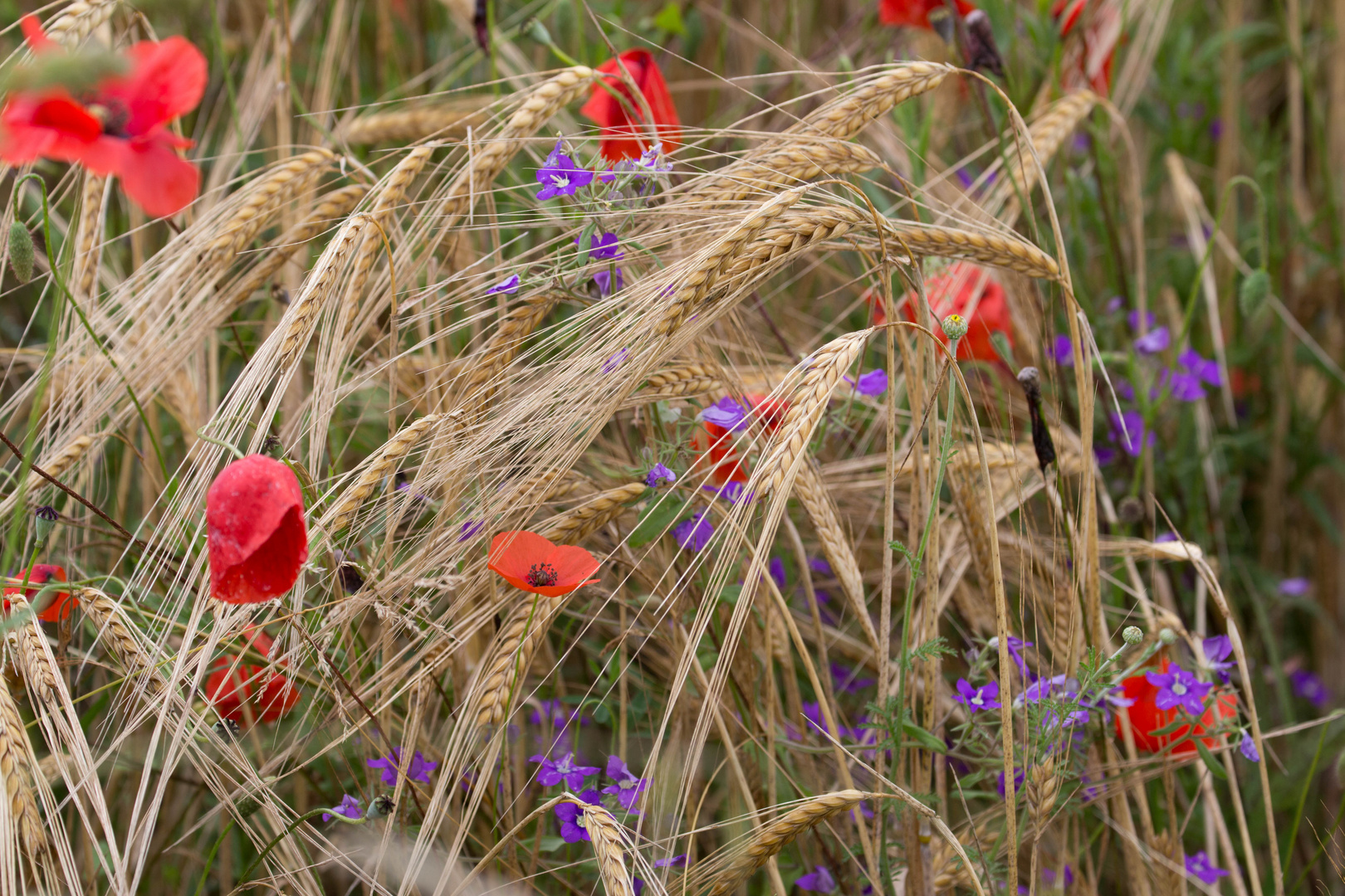 Mohn- und Kornblumen 