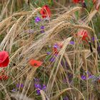 Mohn- und Kornblumen 