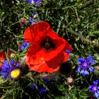 Mohn und Kornblumen