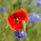 Mohn und Kornblumen