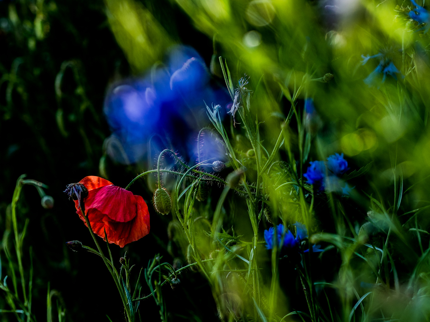 Mohn und Kornblumen