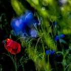 Mohn und Kornblumen