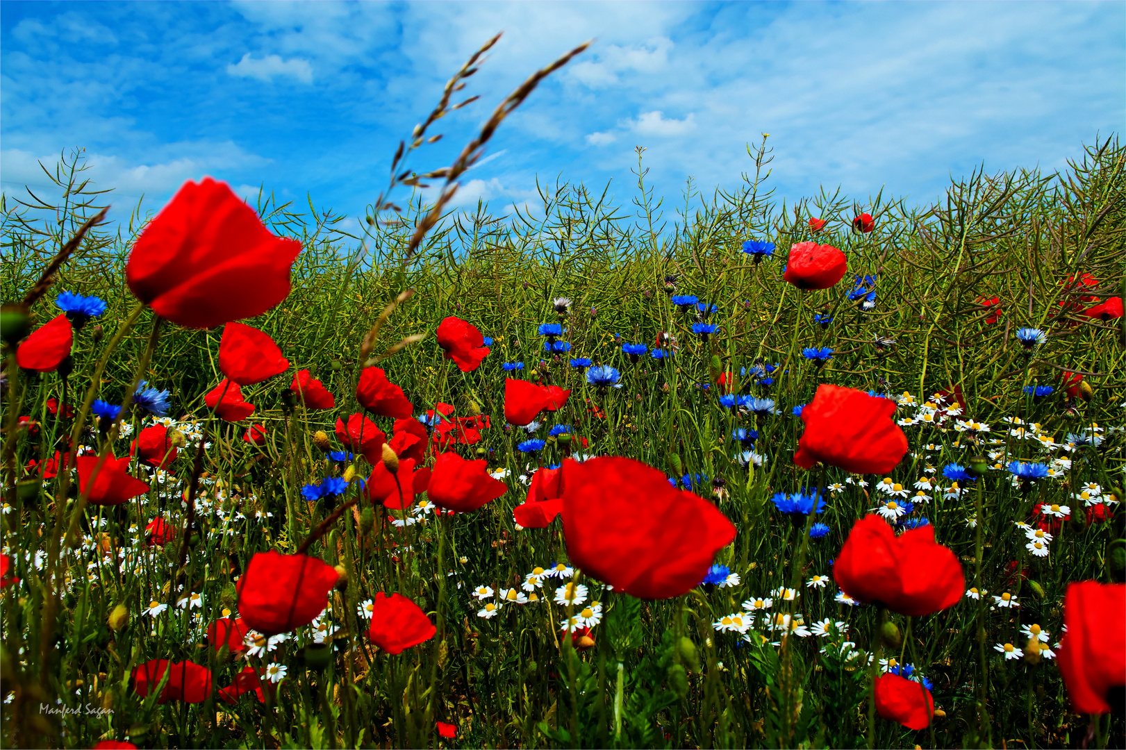 Mohn- und Kornblumen am Feldrain