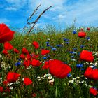 Mohn- und Kornblumen am Feldrain