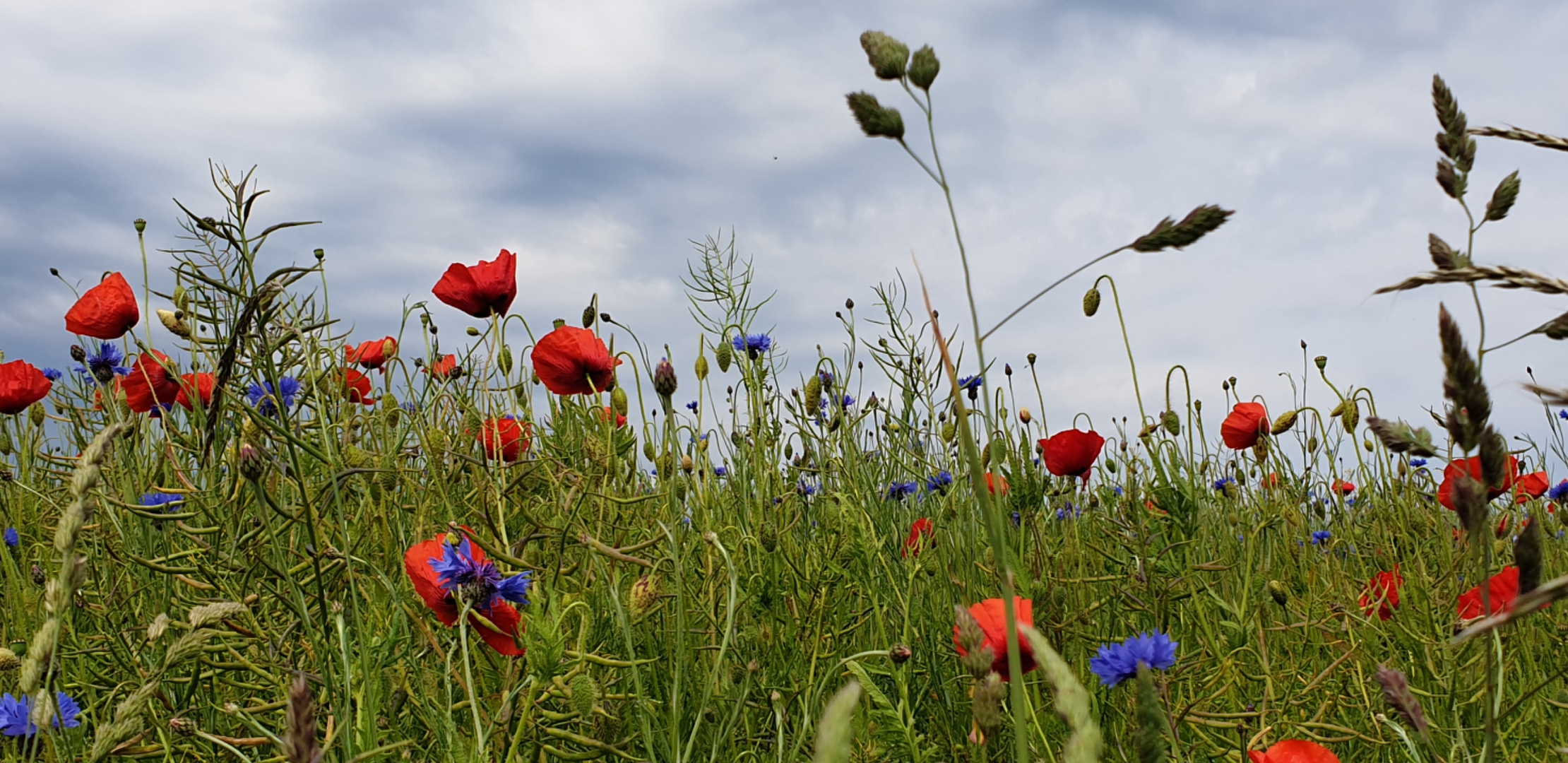 Mohn- und Kornblumen am Feldrand