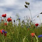 Mohn- und Kornblumen am Feldrand