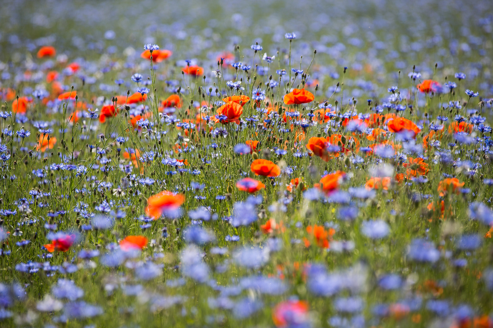 Mohn und Kornblumen