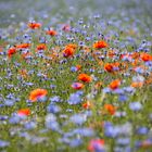 Mohn und Kornblumen