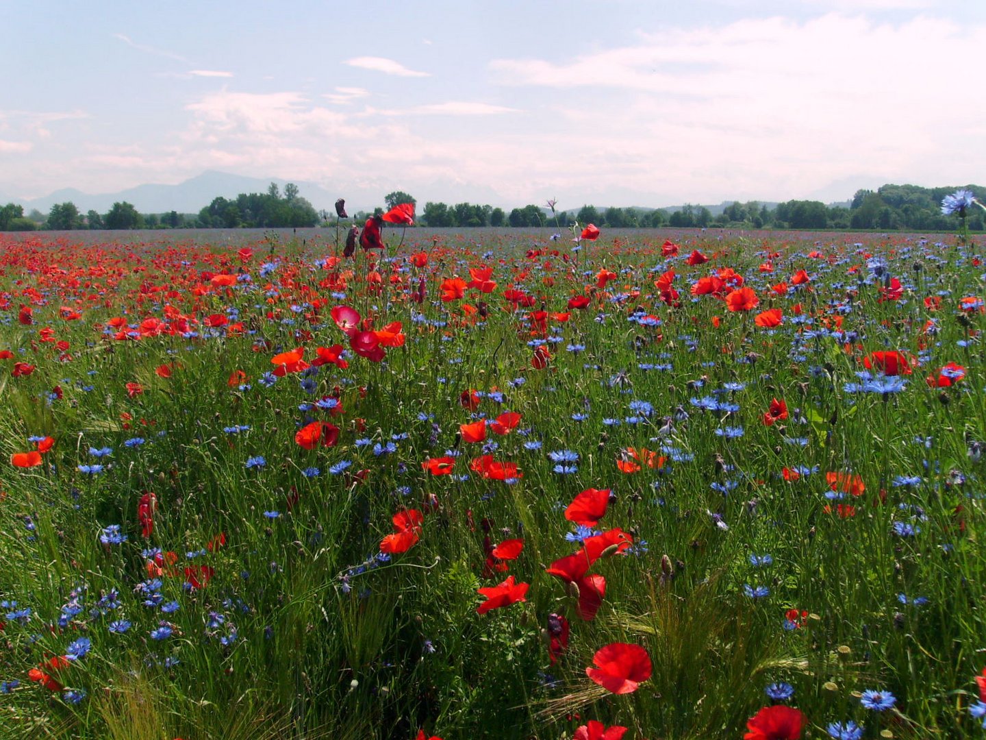 Mohn und Kornblumen bei Ottenbach ZH Foto & Bild | pflanzen, pilze