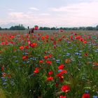 Mohn und Kornblumen bei Ottenbach ZH