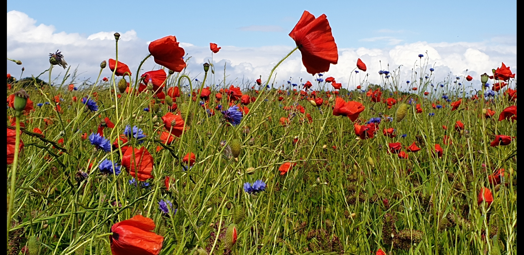 Mohn und Kornblumen bei Wisch. 