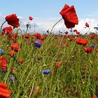 Mohn und Kornblumen bei Wisch. 