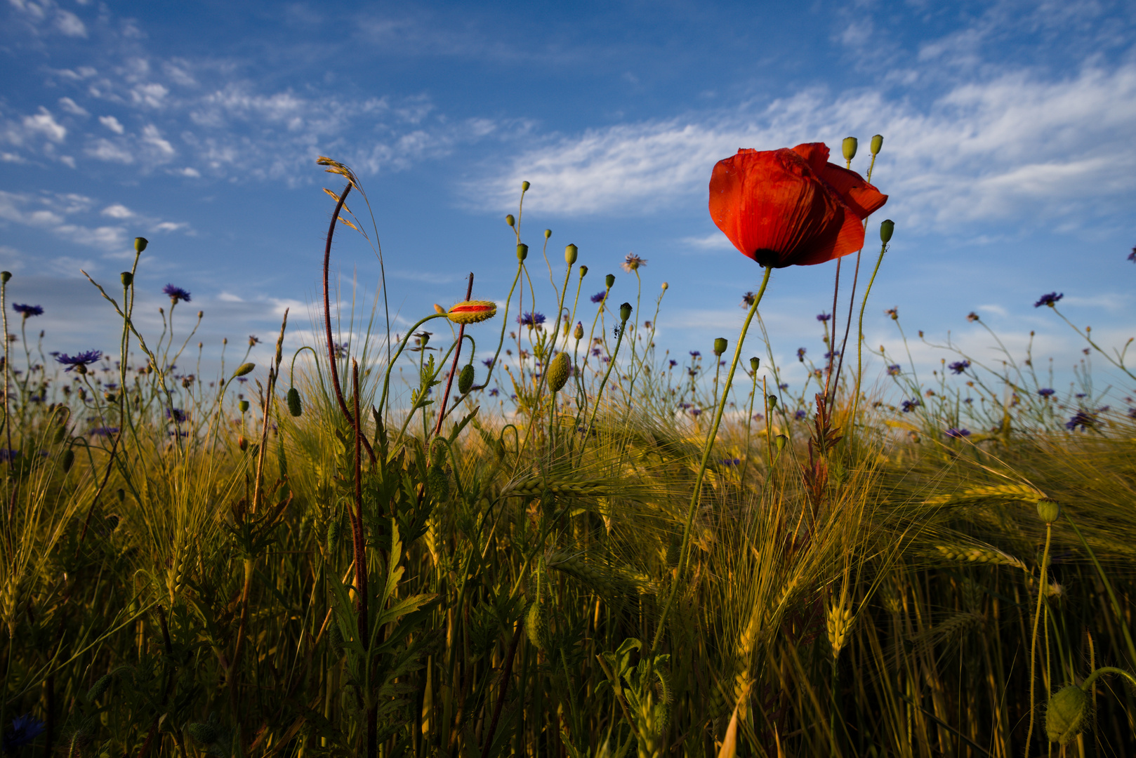 Mohn-und Kornblumen