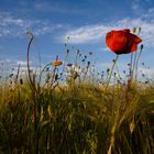 Mohn-und Kornblumen