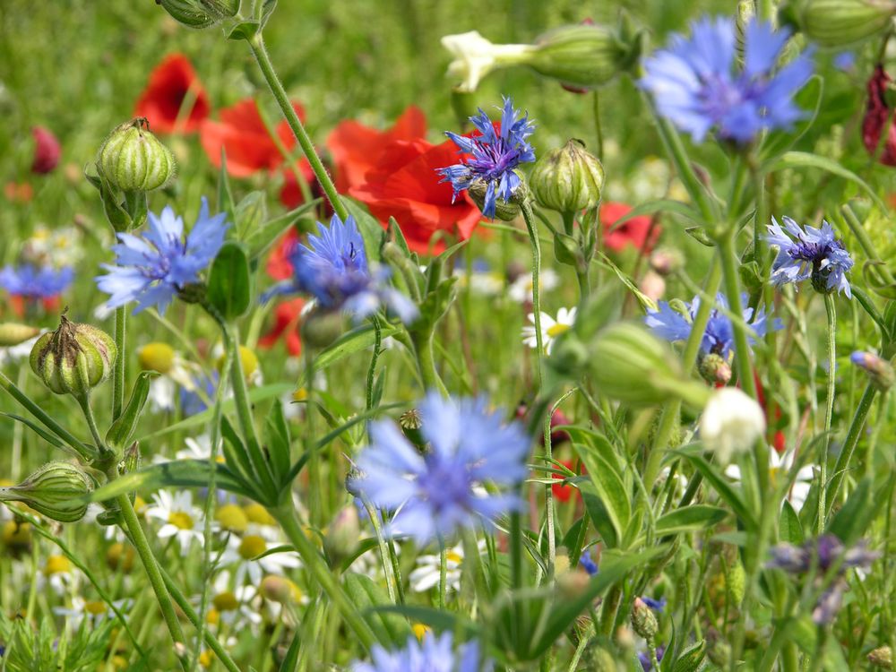 Mohn- und Kornblumen Foto & Bild | natur, blüten Bilder auf fotocommunity