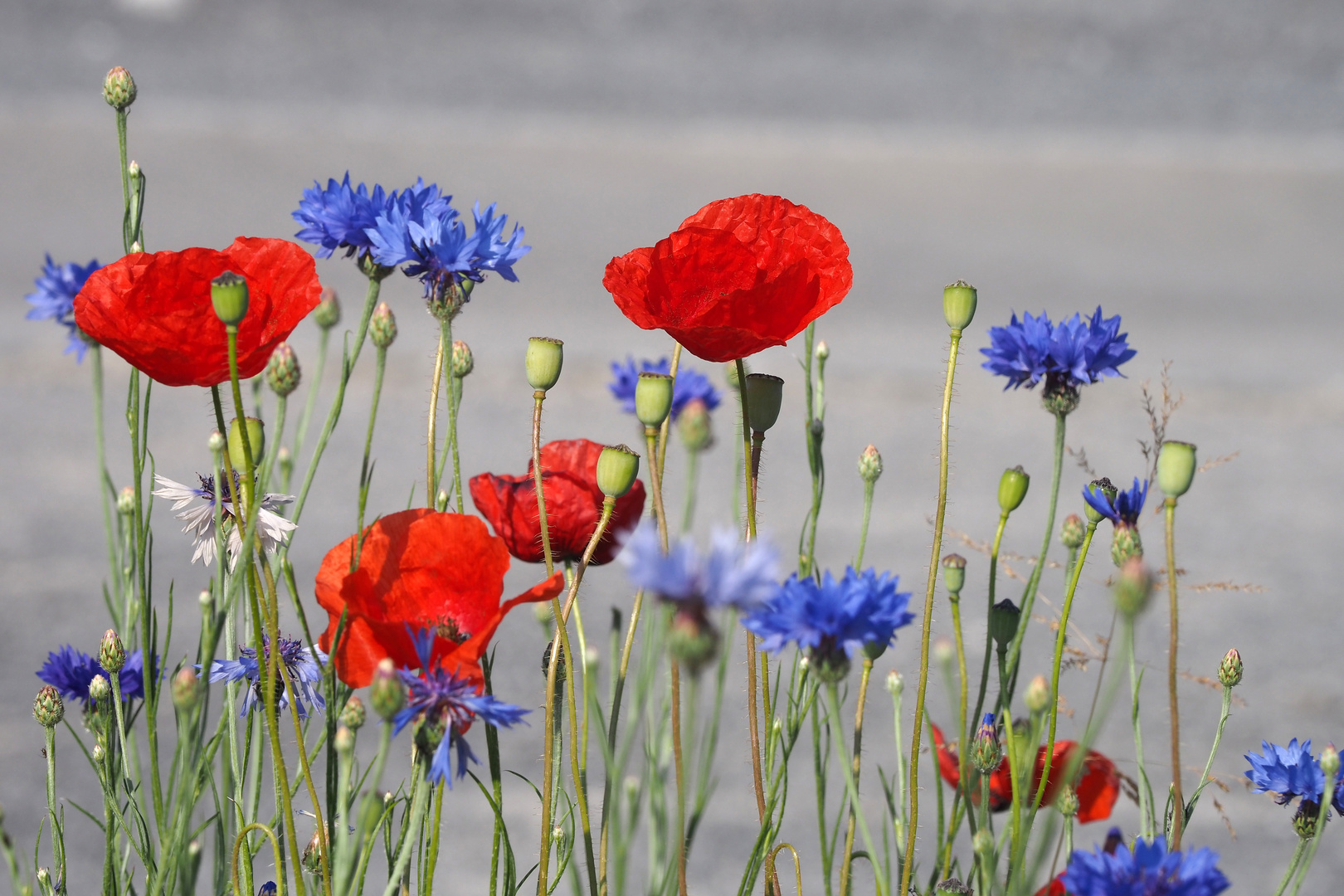 mohn und kornblumen