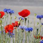 mohn und kornblumen