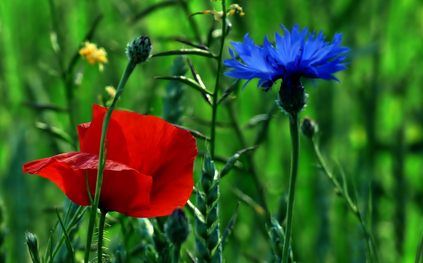 Mohn und Kornblumen . . .