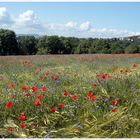 Mohn- und Kornblumen, 