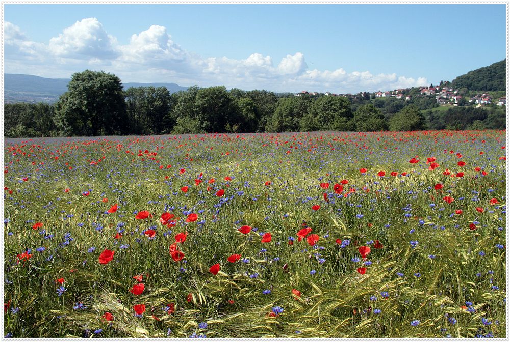 Mohn- und Kornblumen, 