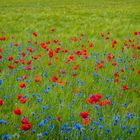 Mohn und Kornblumen