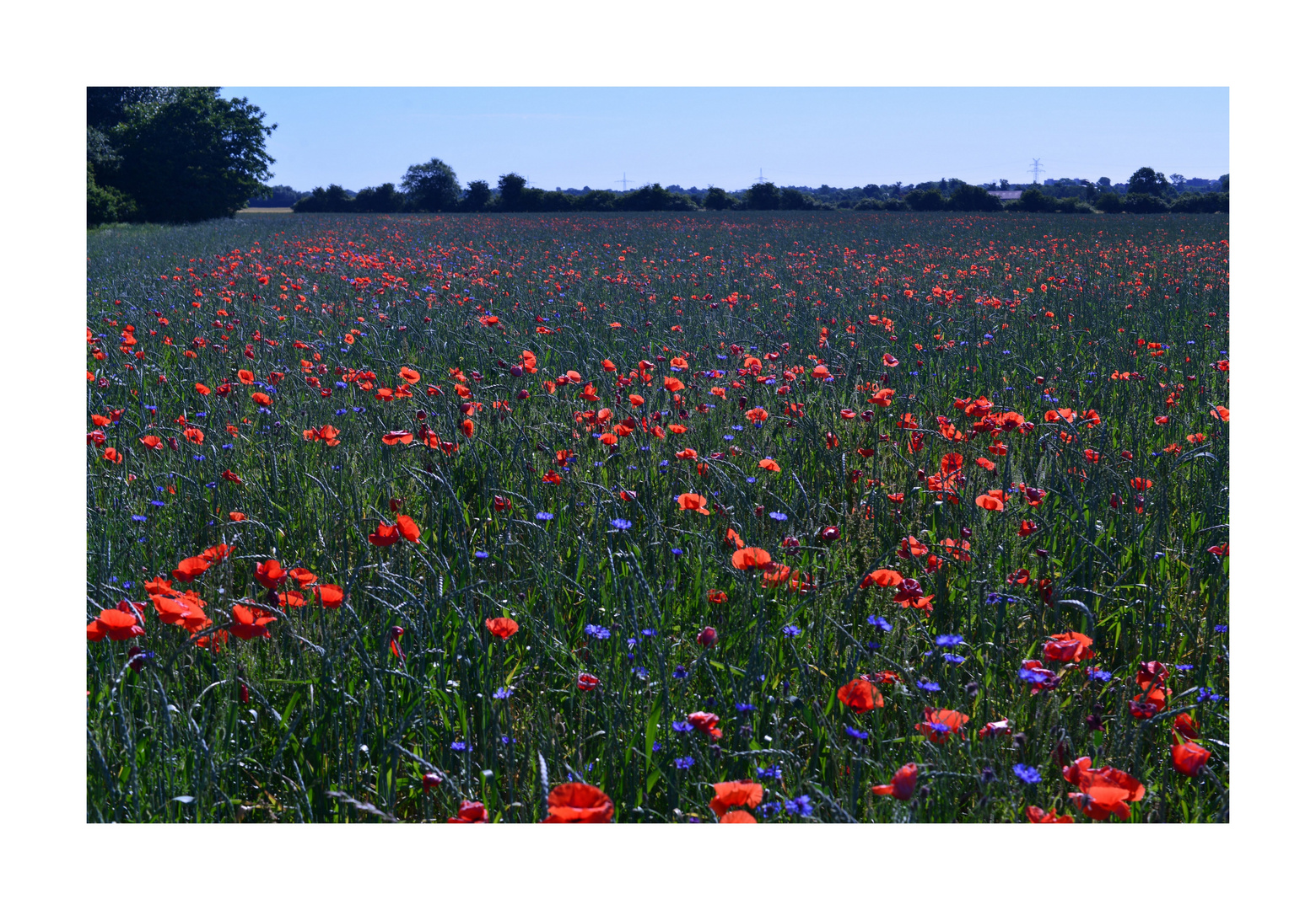 Mohn und Kornblumen