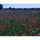 Mohn und Kornblumen