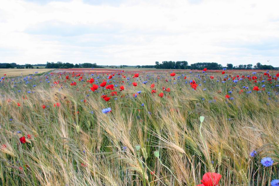 Mohn- und Kornblumen-Feld