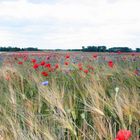 Mohn- und Kornblumen-Feld