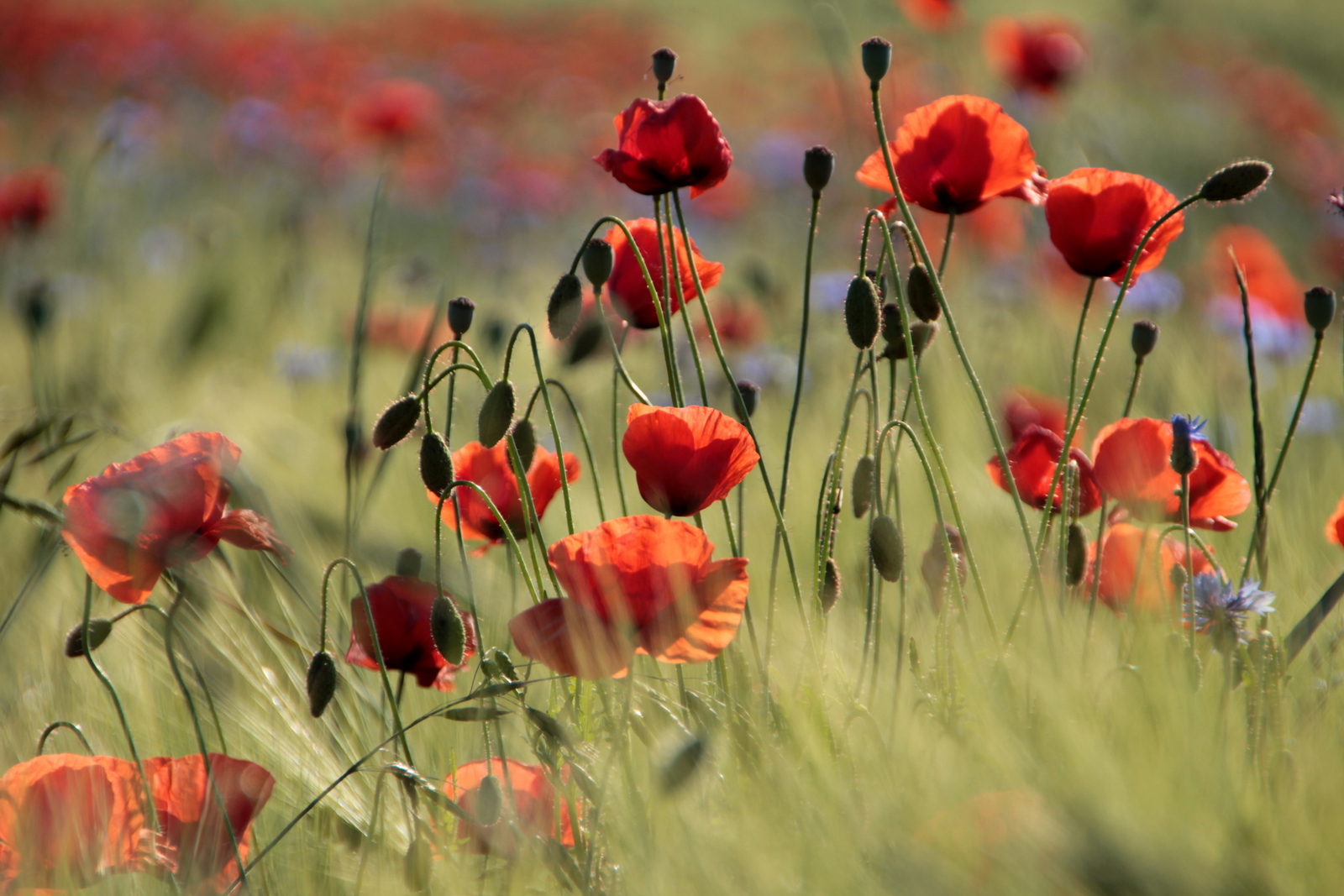 Mohn- und Kornblumen im Feld