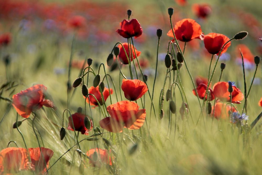 Mohn- und Kornblumen im Feld Foto & Bild | natur, landschaft, pflanzen
