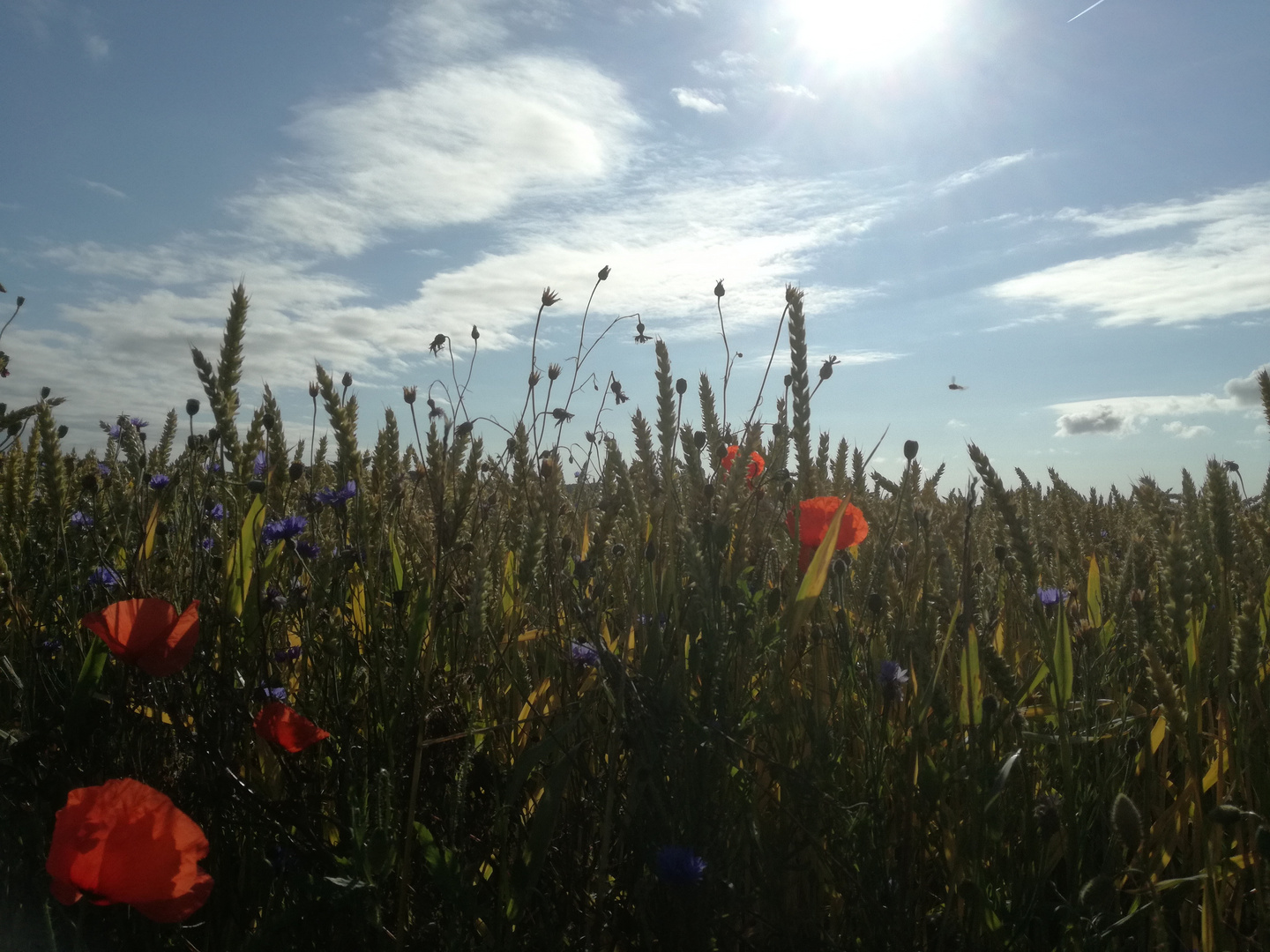 Mohn- und Kornblumen im Feld