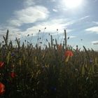 Mohn- und Kornblumen im Feld