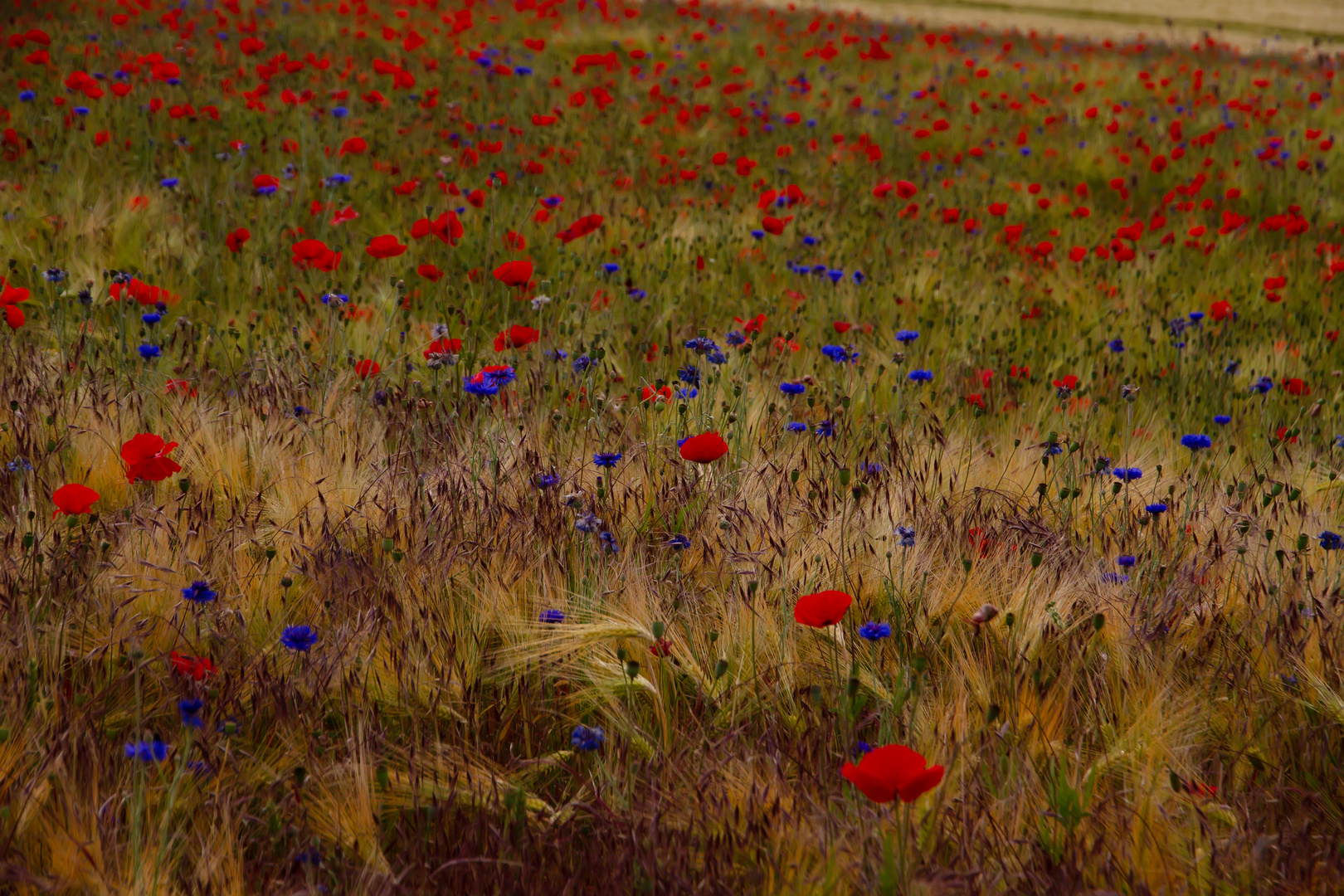 Mohn- und Kornblumen im Gerstenfeld