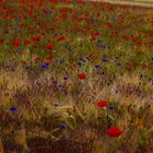 Mohn- und Kornblumen im Gerstenfeld