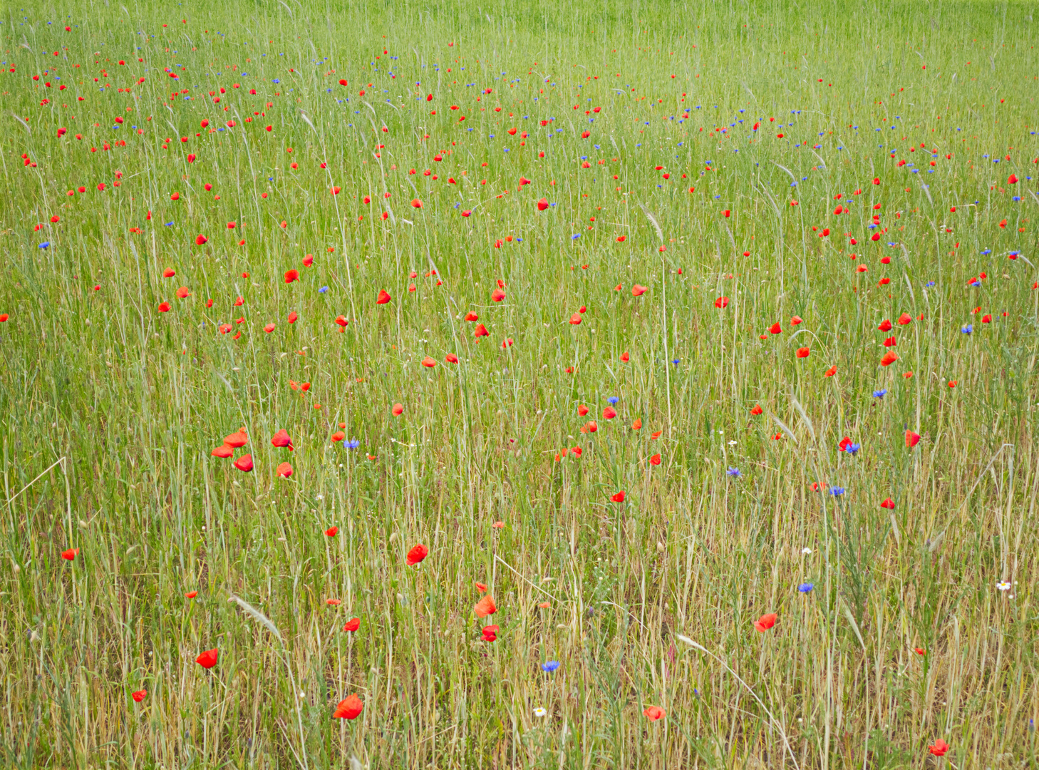 Mohn- und Kornblumen im Getreidefeld