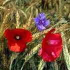 Mohn- und Kornblumen im Roggenfeld