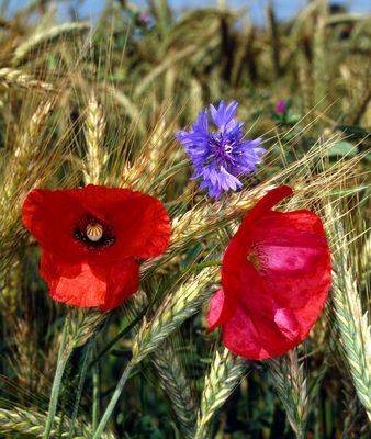 Mohn- und Kornblumen im Roggenfeld