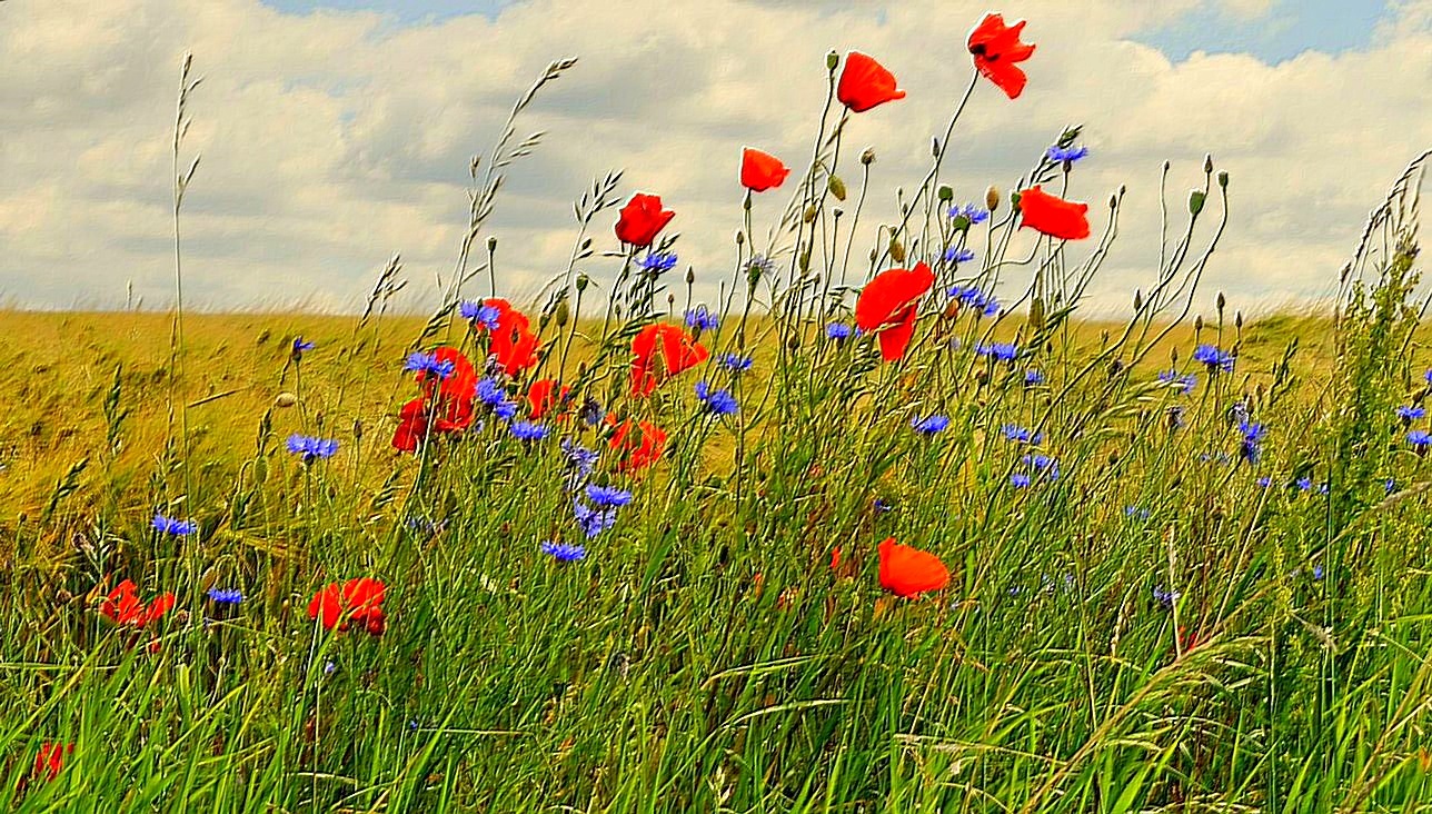 Mohn- und Kornblumen im Wind