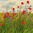 Mohn- und Kornblumen im Wind