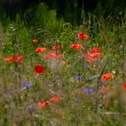 Mohn- und Kornblumen in der Wiese