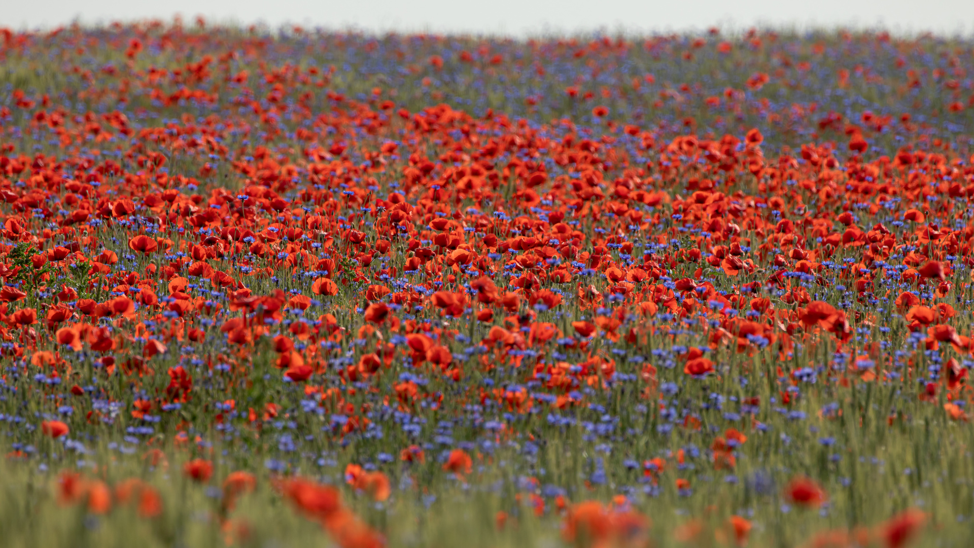 Mohn und Kornblumen soweit das Auge reicht